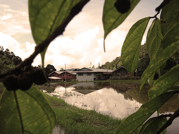 Lenscapes #4 by Jeremy Chin - Paddy Field, Bario, Sarawak