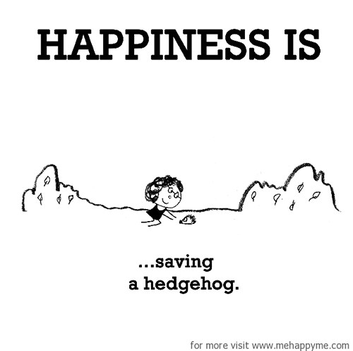 Happiness #326: Happiness is saving a hedgehog.