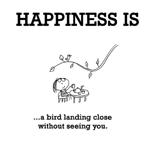 Happiness #522: Happiness is a bird landing close without seeing you.
