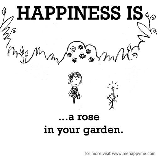 Happiness #617: Happiness is a rose in your garden.