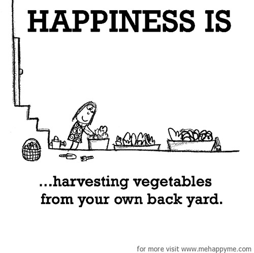Happiness #690: Happiness is harvesting vegetables from your own back yard.