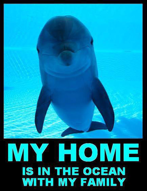 Save Our Planet #19: My home is in the ocean with my family.