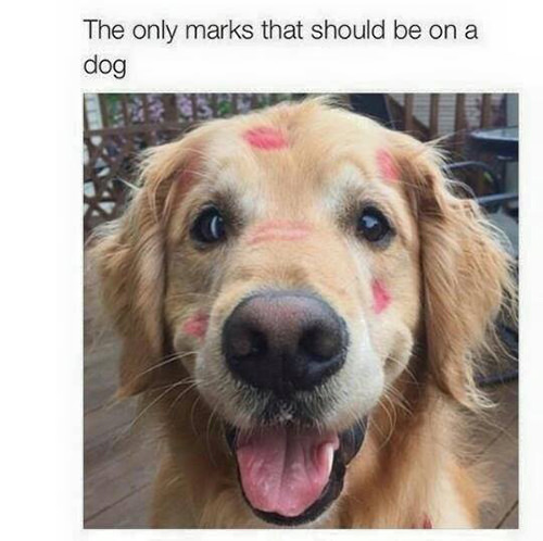 Save Our Planet #52: The only marks that should be on a dog.