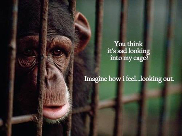 Save Our Planet #69: You think it's sad looking into my cage? Imagine how I feel looking out.