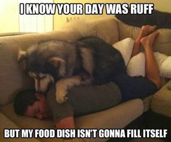 Tickled #234: Dog dish ain't gonna fill itself