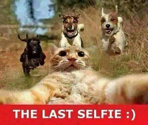 Tickled #250: The Last Selfie