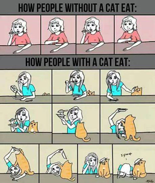 Tickled #391: How Cat People Eat