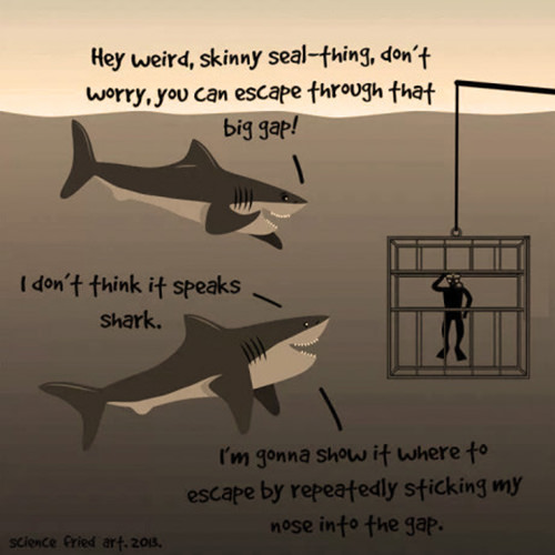 Tickled #517: Shark Humor