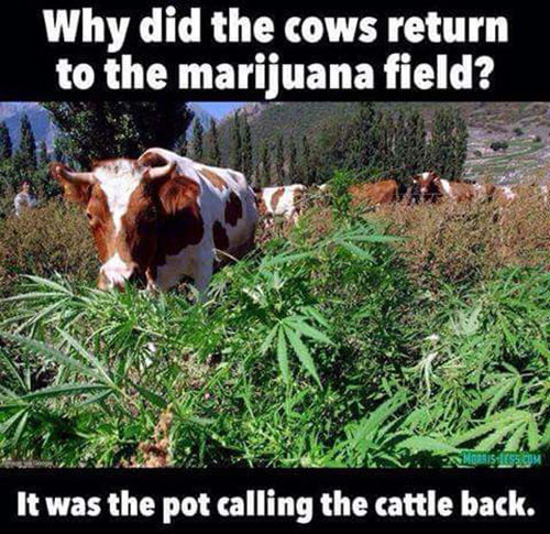 Tickled #574: Why did the cows return to the marijuana field? It was the pot calling the cattle back.