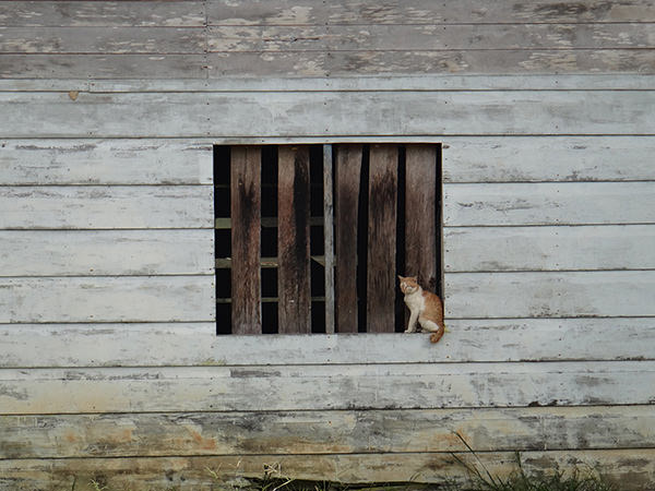 Quiet Times #2 by Jeremy Chin - Cat on Window Sill, in Bario, Sarawak