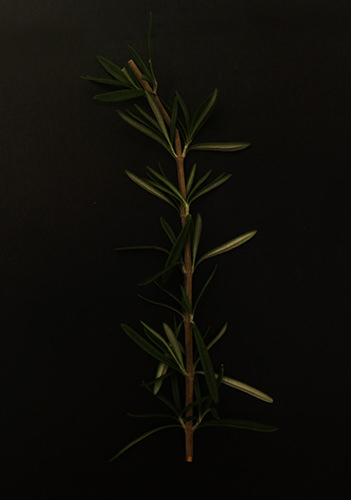 Stills #9 by Jeremy Chin - Rosemary Against Black Background