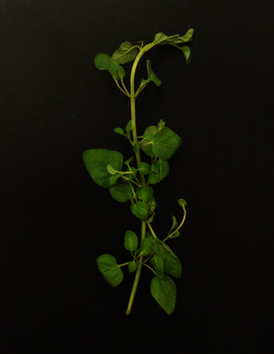 Stills #10 by Jeremy Chin - Marjoram Against Black Background