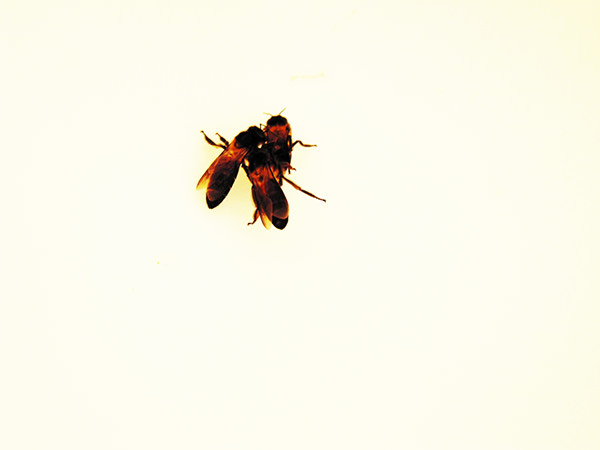 Stills #17 by Jeremy Chin - Wasps on a Lamp Shade